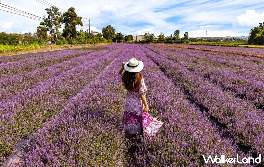 超浪漫紫色花海在楊梅 19桃園仙草花節 11 23登場 紫色仙草花海浪漫指數破表 快來搶拍台版普羅旺斯美景 Walkerland窩客島 超浪漫紫色花海在楊梅 19桃園仙草花節 11 23登場 紫色仙草花海浪漫指數破表 快來搶拍台版普羅旺斯美景 Walkerland窩客島