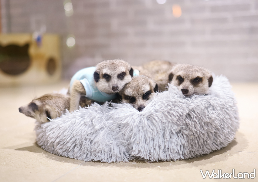 台北狐獴咖啡廳「75度獴」預約方式、菜單一次看/ WalkerLand窩客島整理提供 未經許可不可轉載。