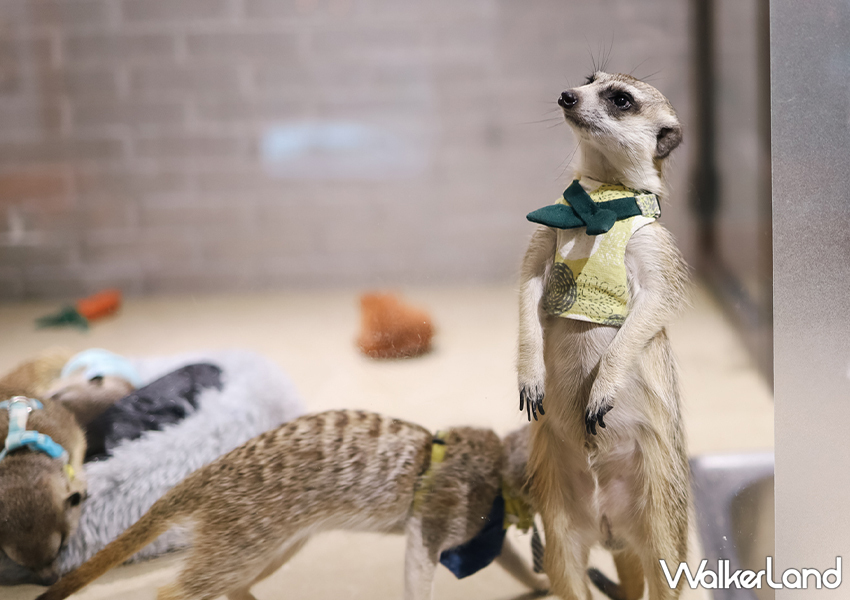台北狐獴咖啡廳「75度獴」預約方式、菜單一次看/ WalkerLand窩客島整理提供 未經許可不可轉載。
