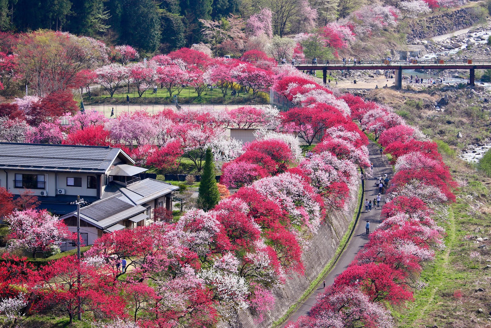 花桃まつり Travelwalker 找景點