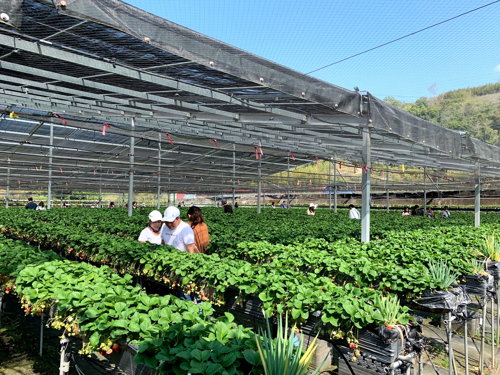 大湖草莓園 Travelwalker 找景點