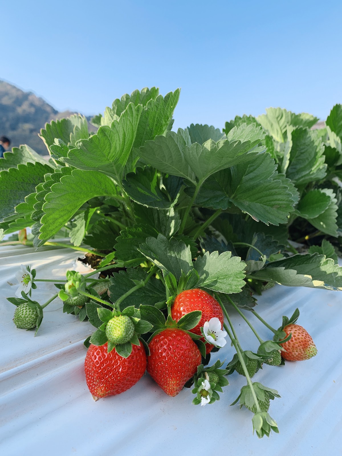 大湖草莓果園 Travelwalker 找景點