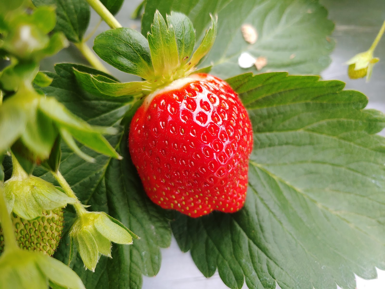 大湖草莓觀光休閒農場 Travelwalker 找景點