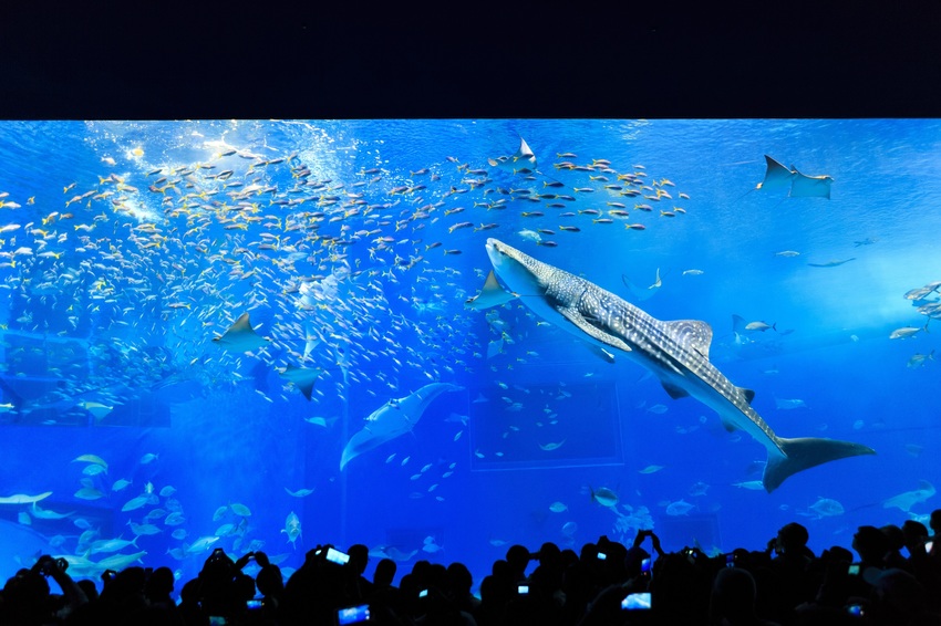 沖繩美ら海水族館 沖繩美ら海水族館