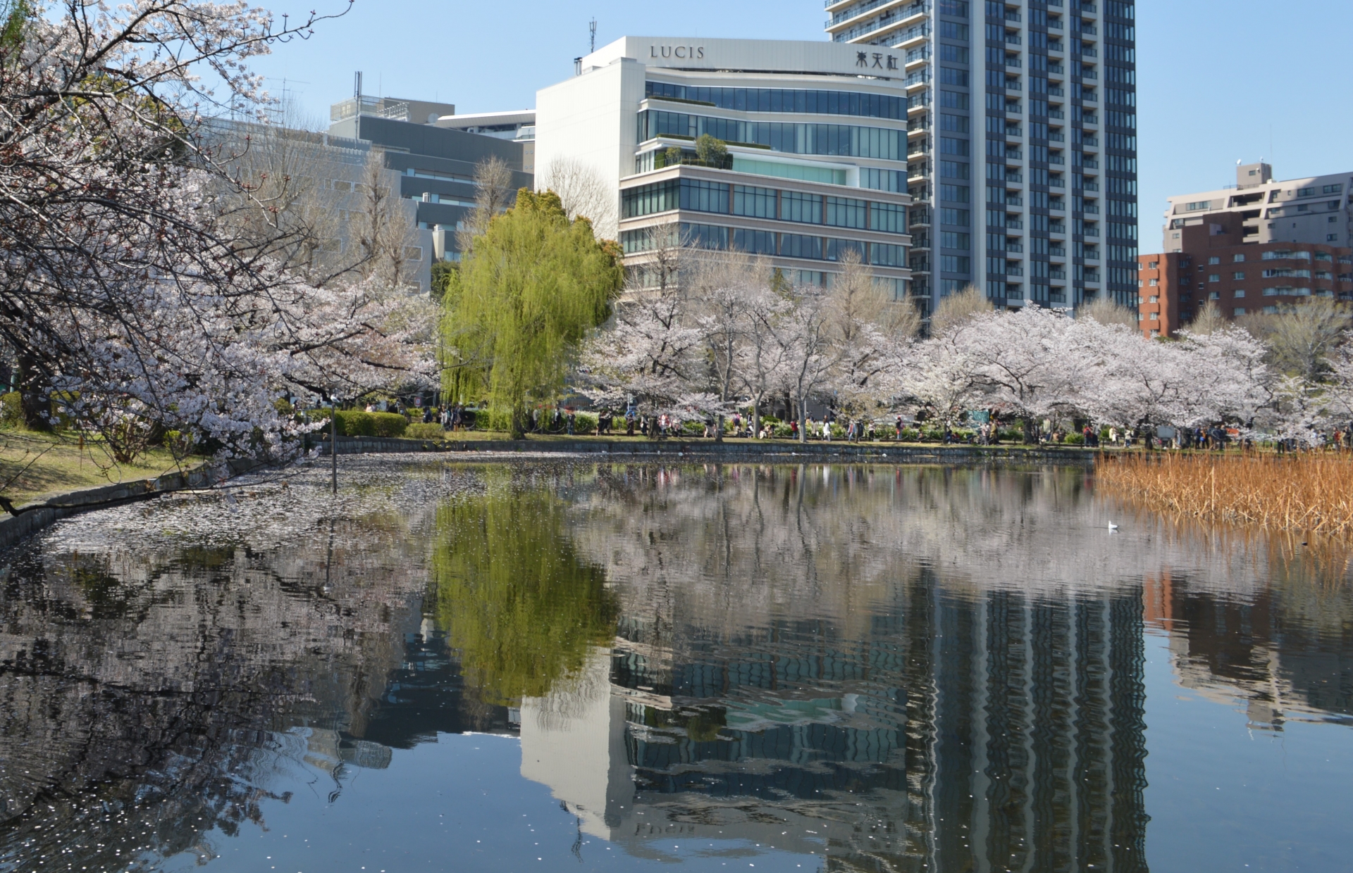 上野公園・不忍池 上野公園・不忍池