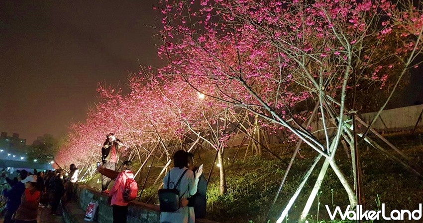 2021內湖樂活夜櫻季 2021內湖樂活夜櫻季