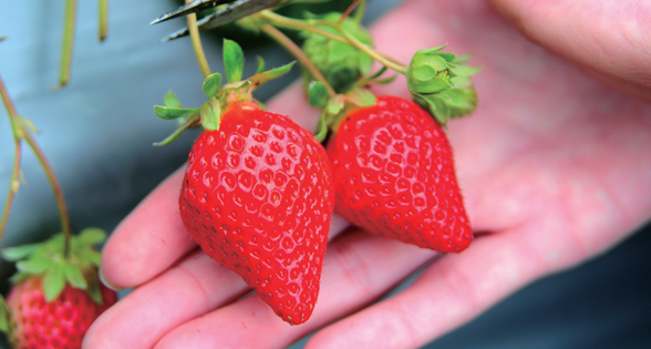 草莓控注意 到苗栗大湖一起採 冬天的紅寶石 吧 Travelwalker 行程