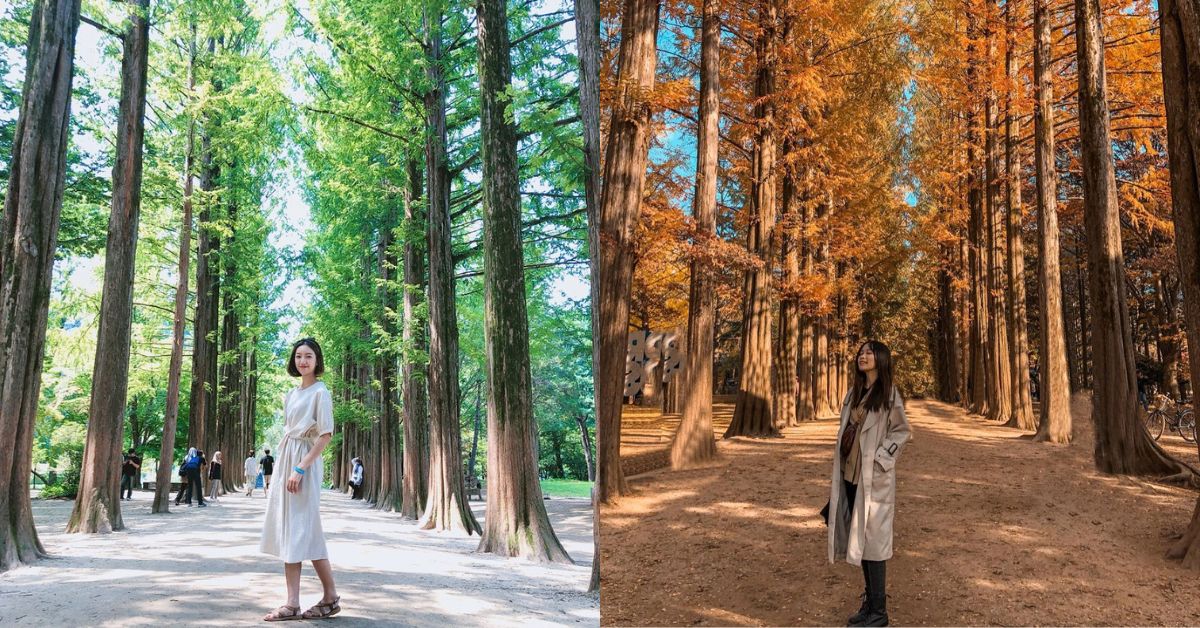 韓國春川悠閒之旅！賞南怡島秋天最美銀杏路，體驗全韓最長湖水纜車「三岳山湖水纜車」