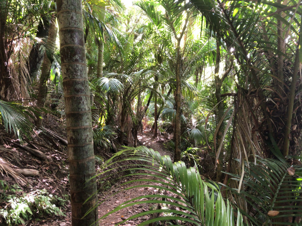 Waiheke Island walkways Walk6 はブッシュの中を行く