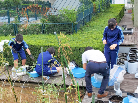 校舎屋上の有機菜園。大根の種まきをしています