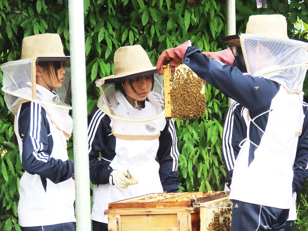 大妻嵐山みつばちプロジェクト