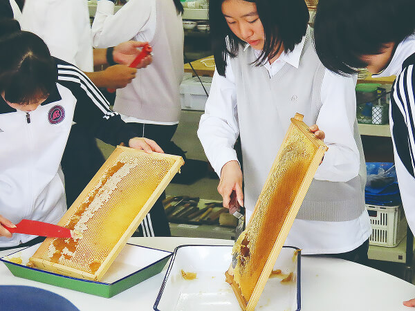 大妻嵐山みつばちプロジェクト