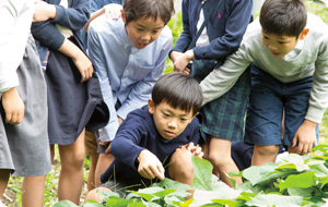 理科と算数と総合「サツマイモの観察と栽培」