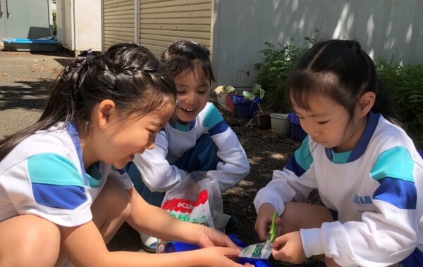 1・2年生たてわりペアによる朝顔の種まき