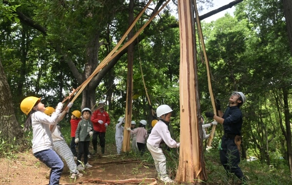 檜林（学内）で剥皮間伐体験