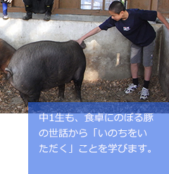 中1生も、食卓にのぼる豚の世話から「いのちをいただく」ことを学びます。