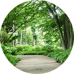 自由学園の広大な敷地はまるで森林公園のよう。公開行事は必見です。