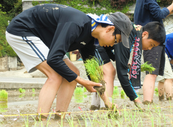 田植え体験