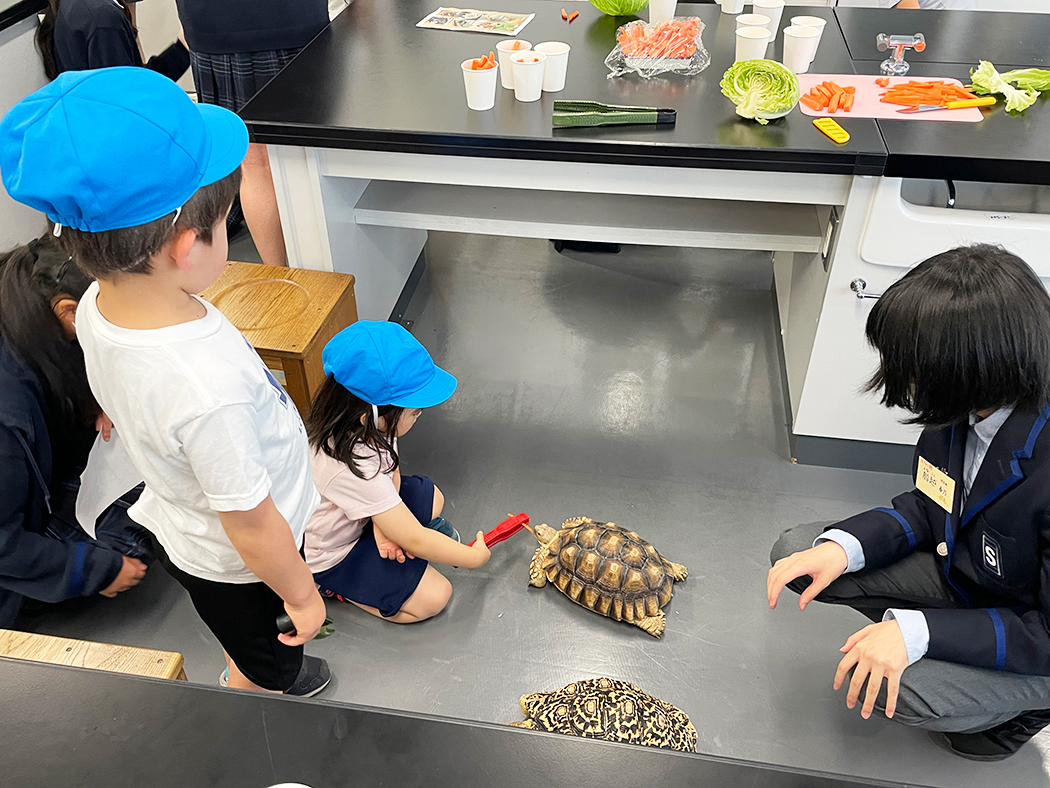 リクガメの餌やりを体験