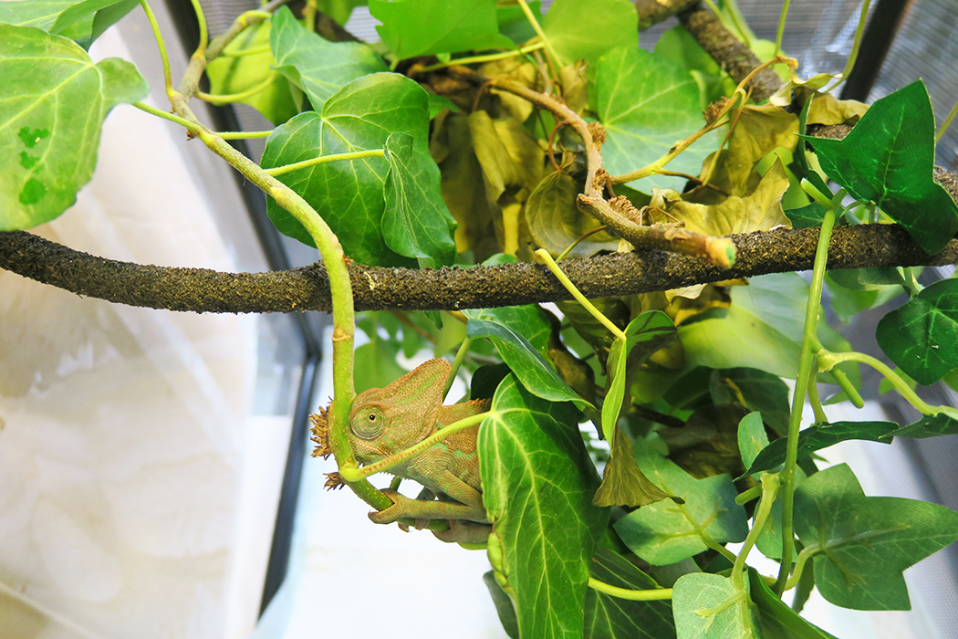 5月にやって来た“新入り”のカメレオン