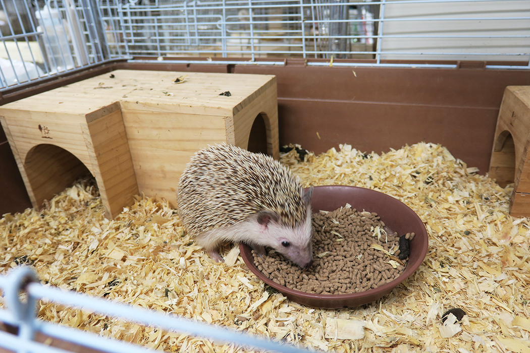 ハリネズミは4匹飼育中