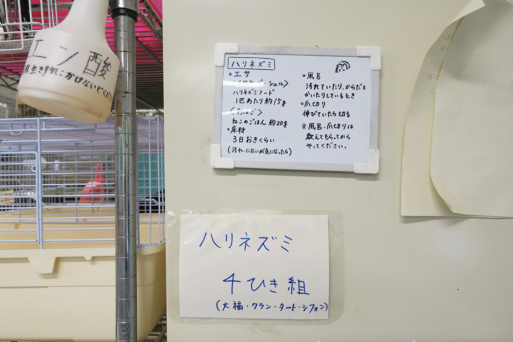 ハリネズミケージの近くには飼育の注意事項が