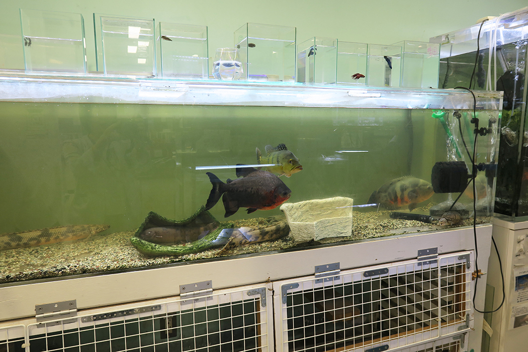 大きな水槽が2槽。熱帯魚を飼育中