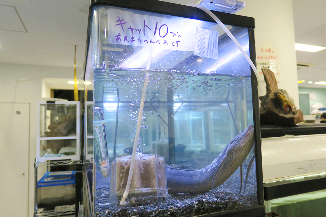 肺魚も飼育。餌のあげ方も分かるように掲示