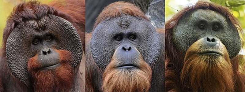 新種オランウータン生息地に中国ダム建設 Japan In Depth ジャパン インデプス