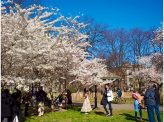 意外と知らない「NYの桜」秘話