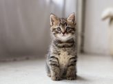 猫に小判