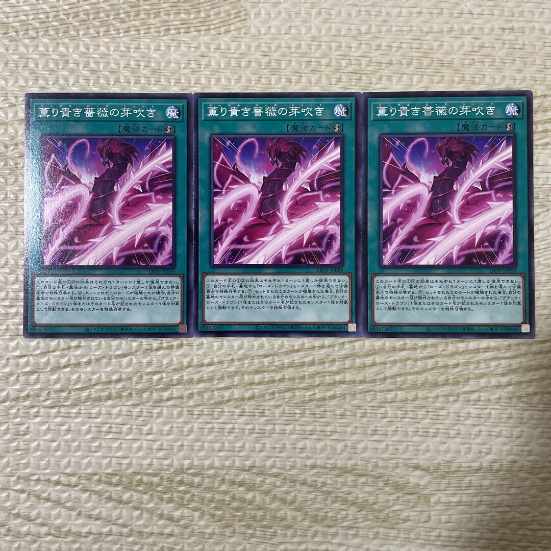 薫り貴き薔薇の芽吹き