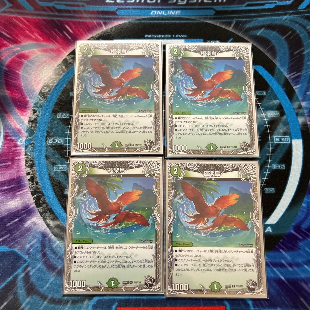 極楽鳥(黒トレジャー)