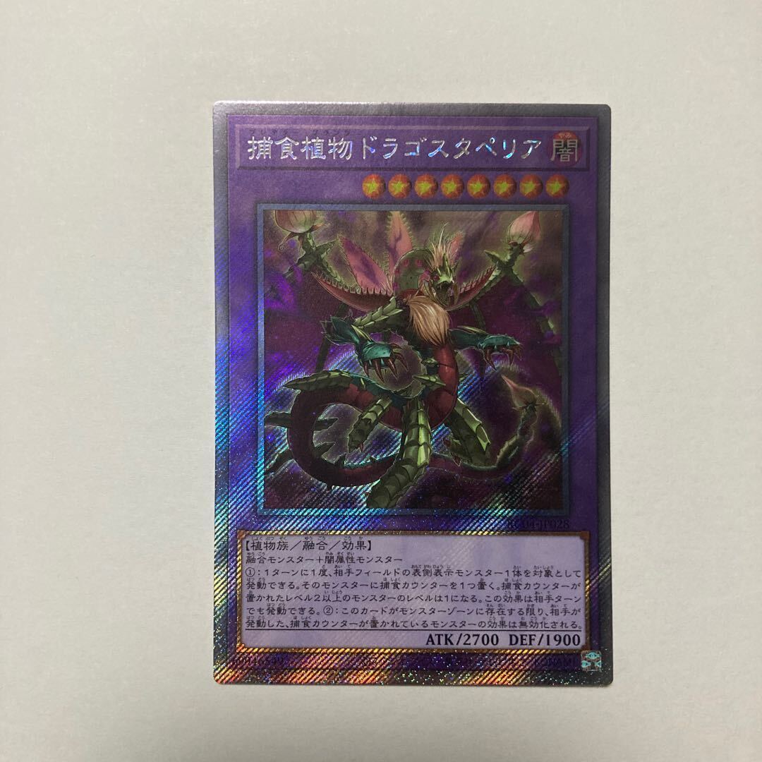 捕食植物ドラゴスタペリア