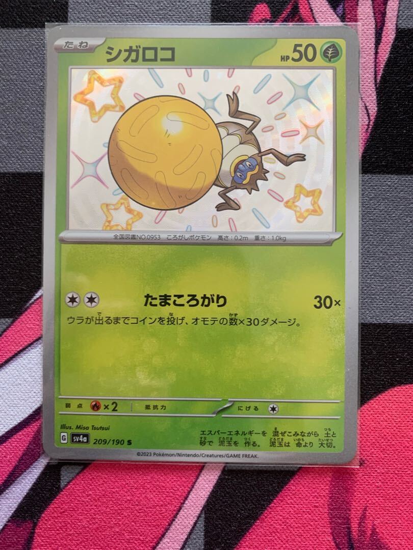 シガロコ(キラ)