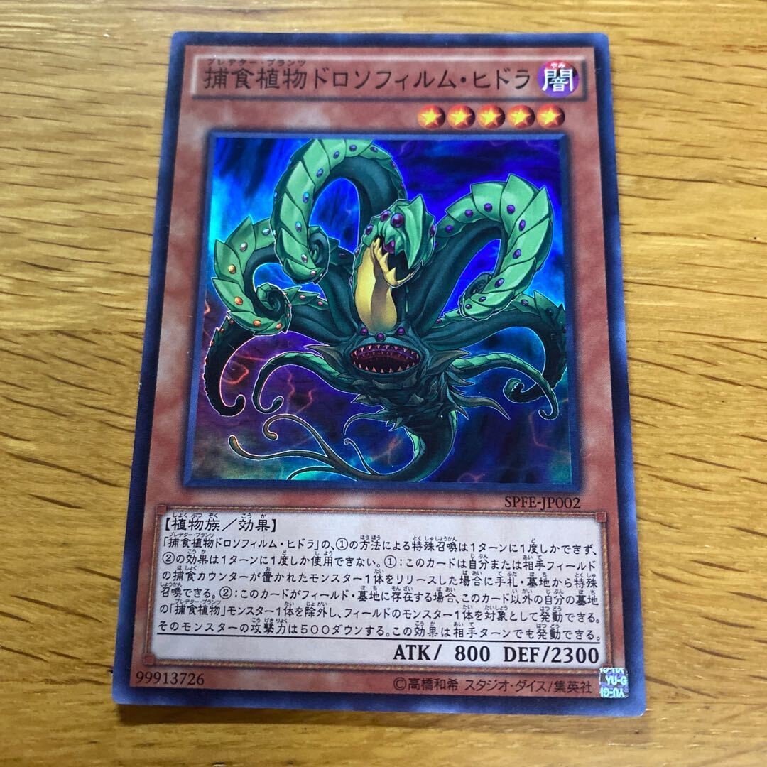 捕食植物ドロソフィルム・ヒドラ