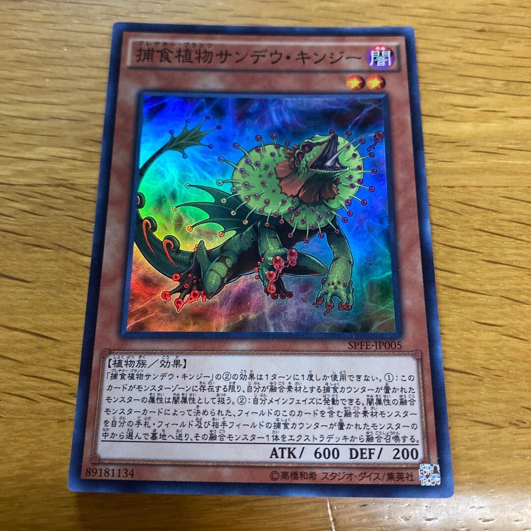 Predaplant Chlamydosundew