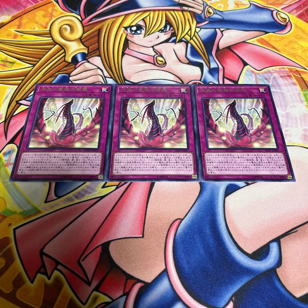 漆黒の薔薇の開華