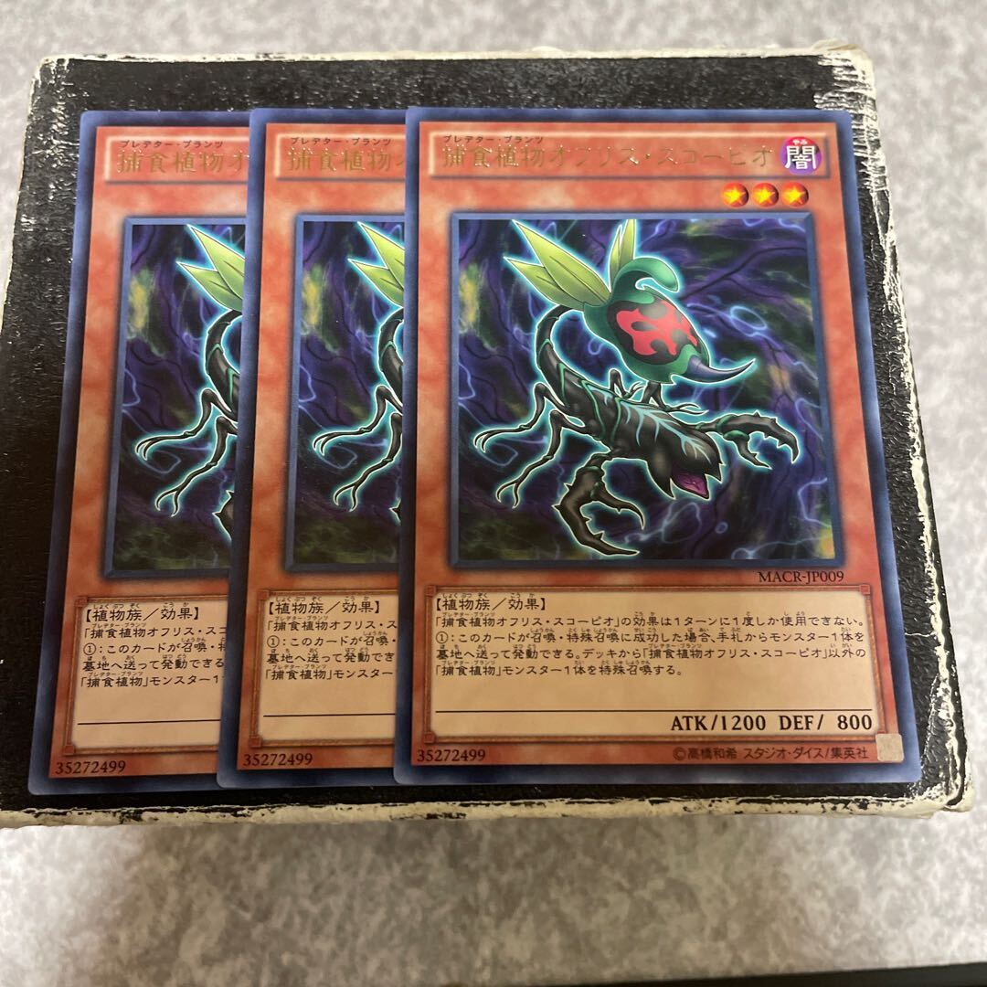 捕食植物オフリス・スコーピオ