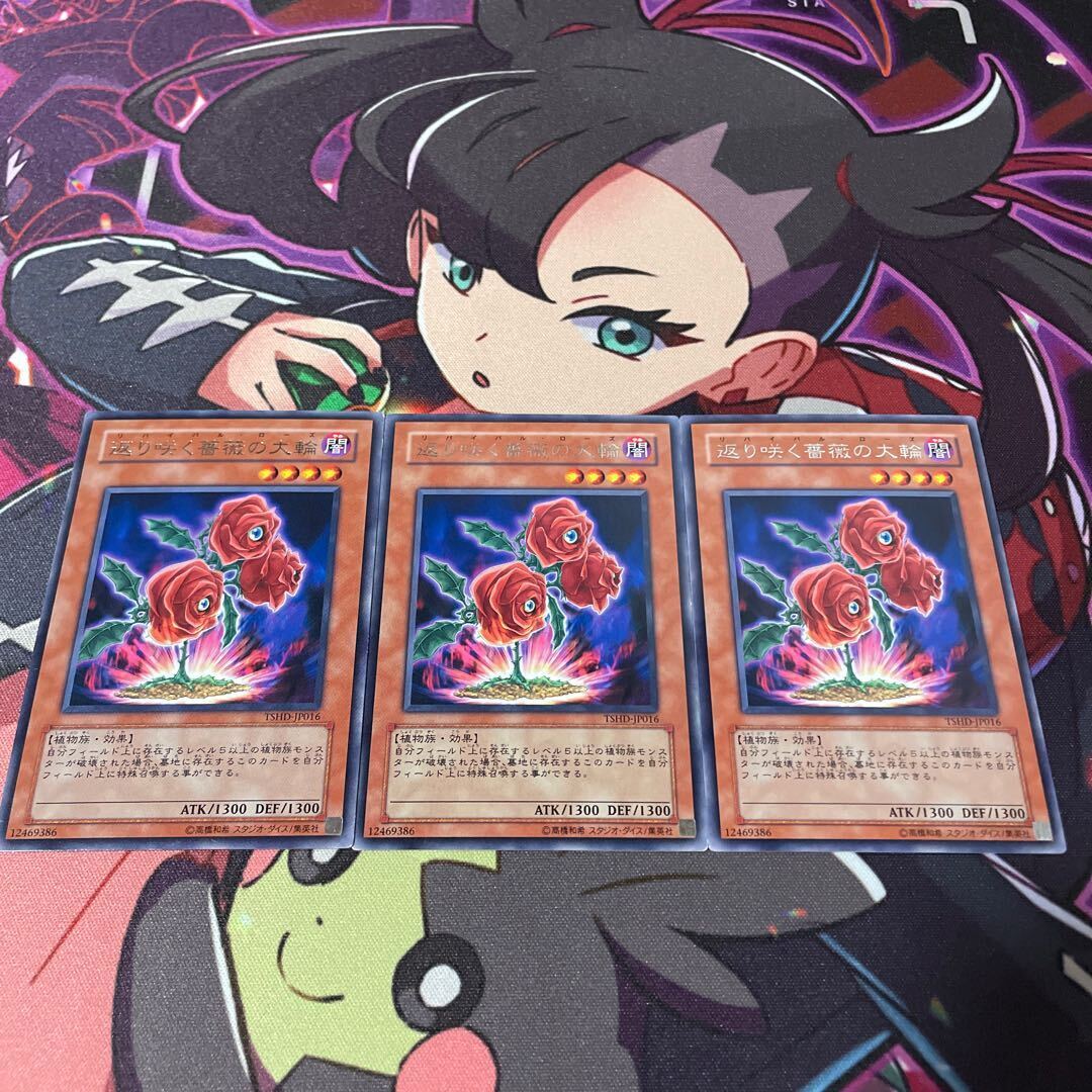 返り咲く薔薇の大輪