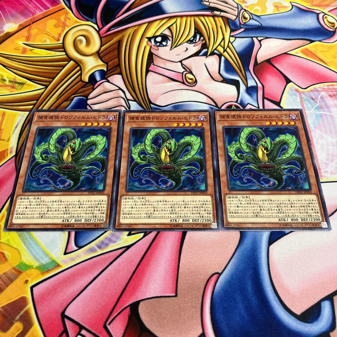 捕食植物ドロソフィルム・ヒドラ