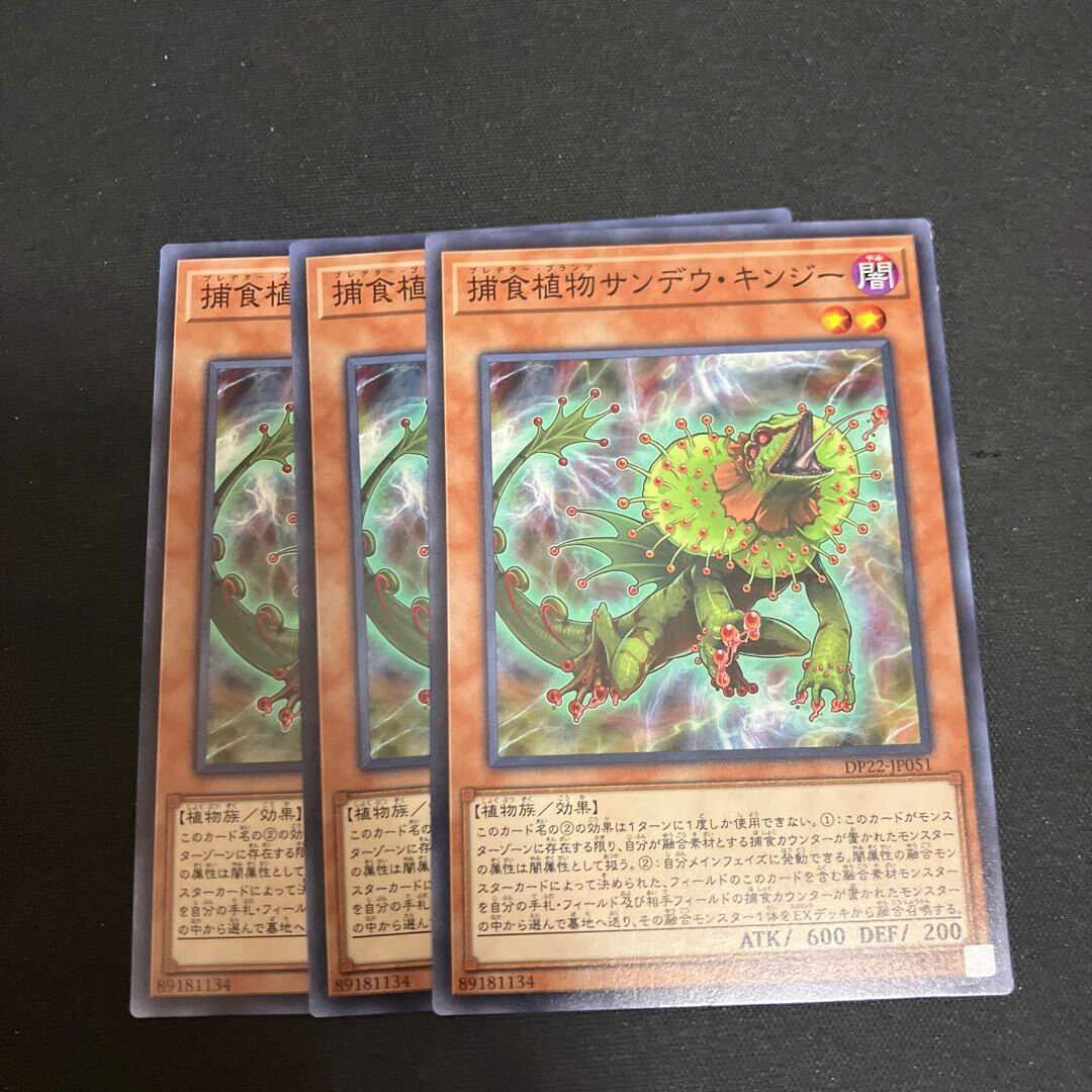 Predaplant Chlamydosundew