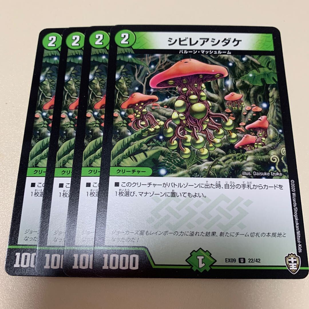 シビレアシダケ