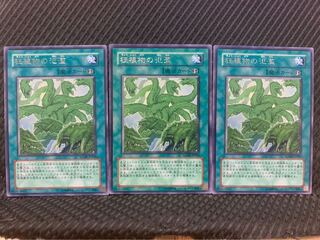 【ぽぽたん】遊戯王 1859 狂植物の氾濫 3枚 レア