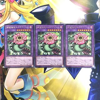 捕食植物キメラフレシア R 6枚