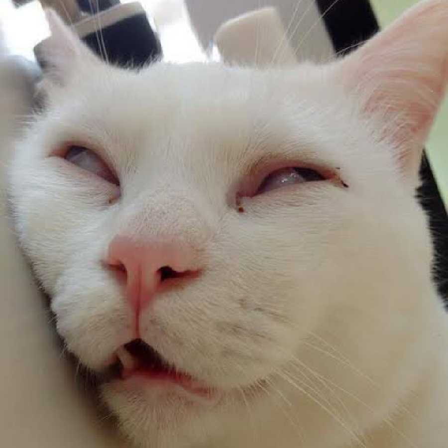 どげわぶ様専用