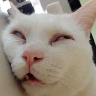 どげわぶ様専用