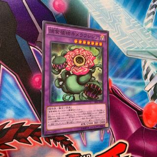 捕食植物キメラフレシア SR