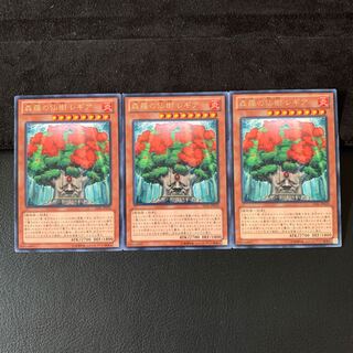 森羅の仙樹 レギア R