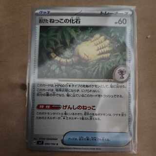 Fossil of old cat fossil C 090/102